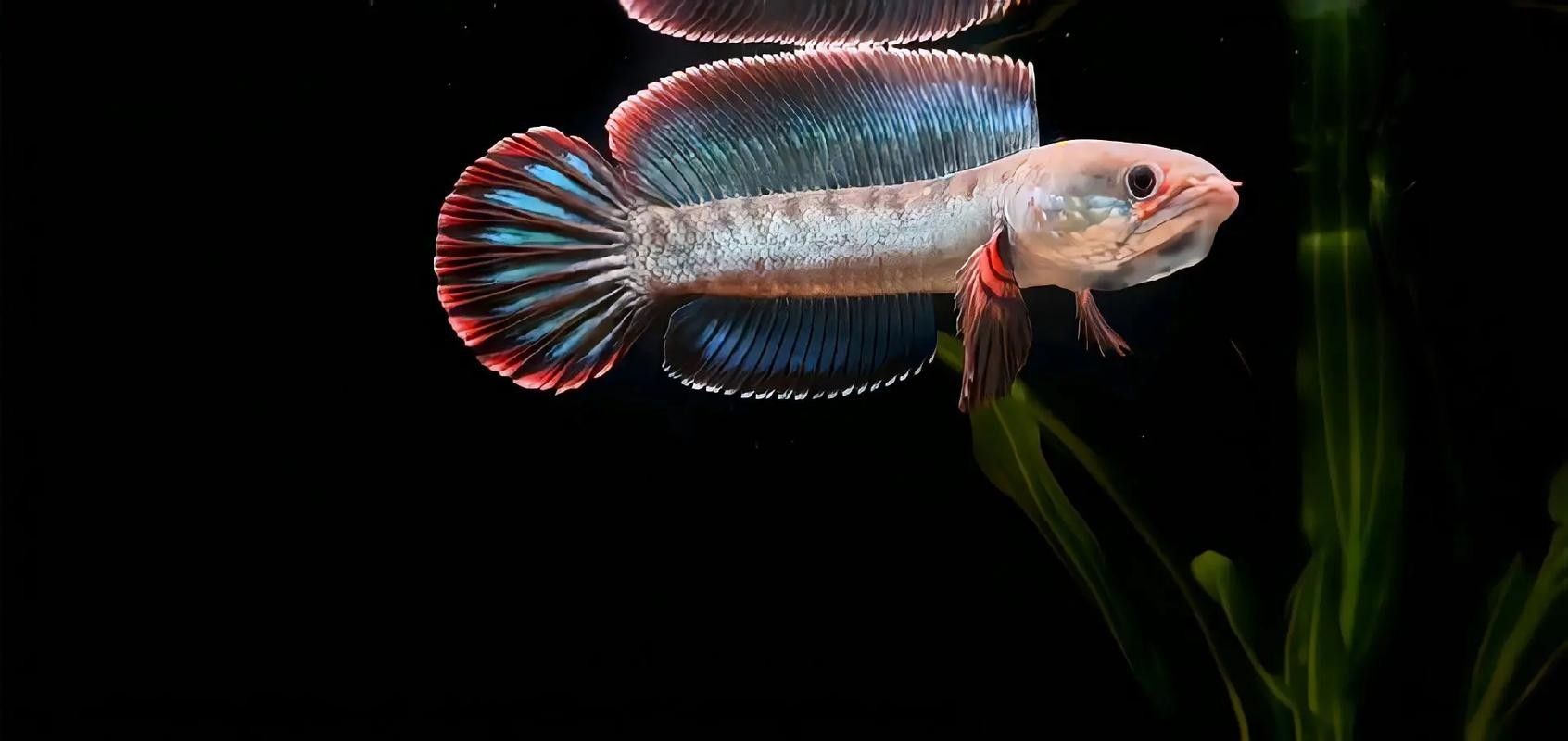 給我更多酒紅雷龍魚的照片