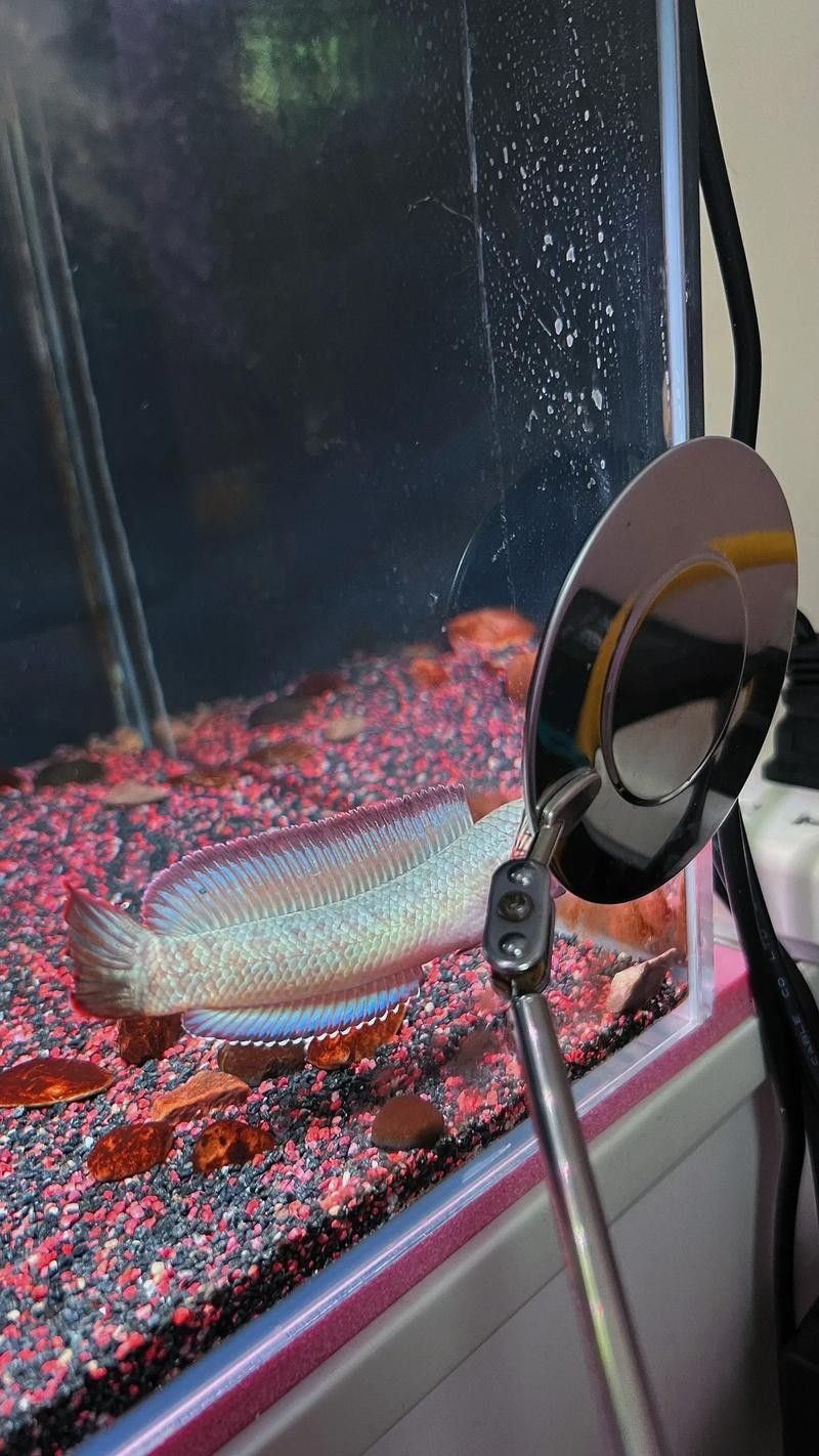 給我更多酒紅雷龍魚的照片