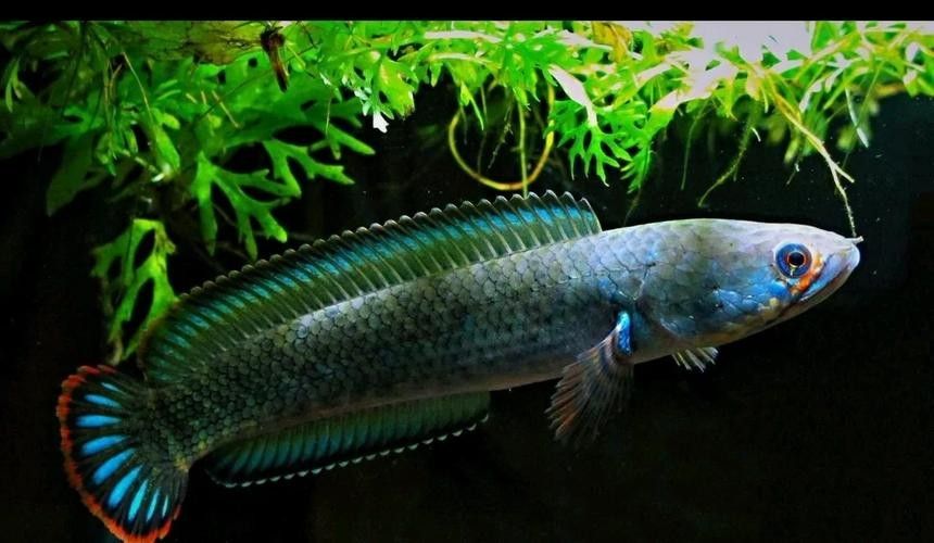 給我更多酒紅雷龍魚的照片