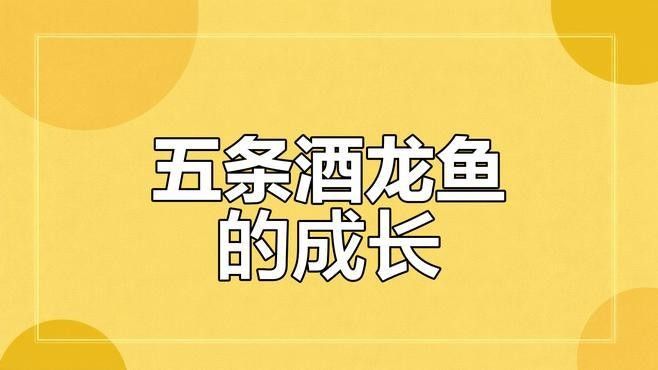 給我更多酒紅雷龍魚的照片