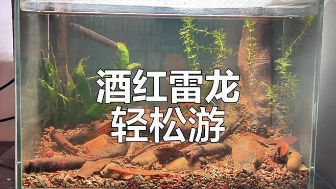 給我更多酒紅雷龍魚的照片