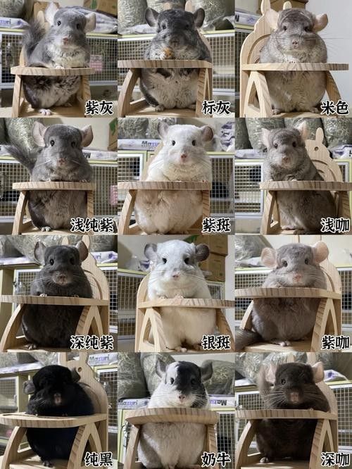 哪種龍貓品種最適合新手（適合新手飼養的幾種龍貓品種） 哪種龍貓品種最適合新手（適合新手飼養的幾種龍貓品種） 龍魚百科 第4張