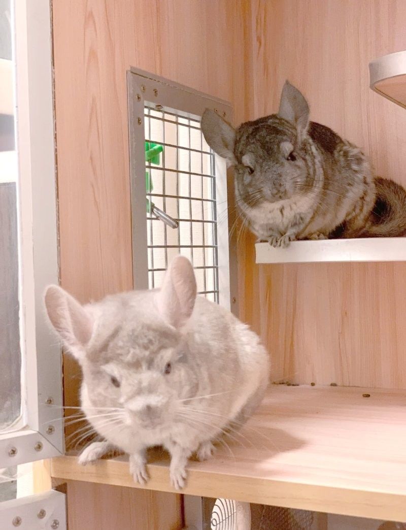 哪種龍貓品種最適合新手（適合新手飼養的幾種龍貓品種） 哪種龍貓品種最適合新手（適合新手飼養的幾種龍貓品種） 龍魚百科 第11張