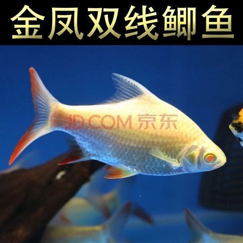 金鳳龍魚