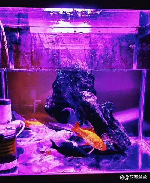 金鳳龍魚