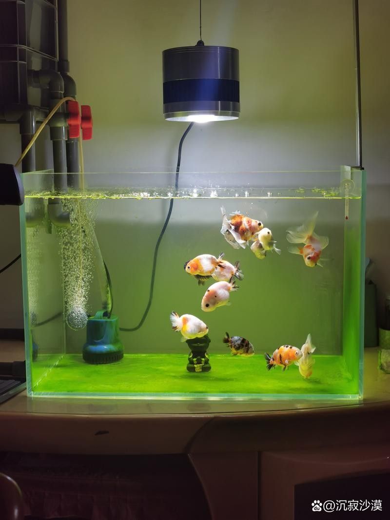 金鳳龍魚