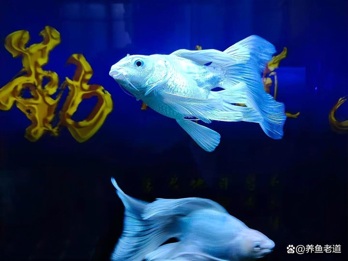 如何挑選健康的觀賞龍魚