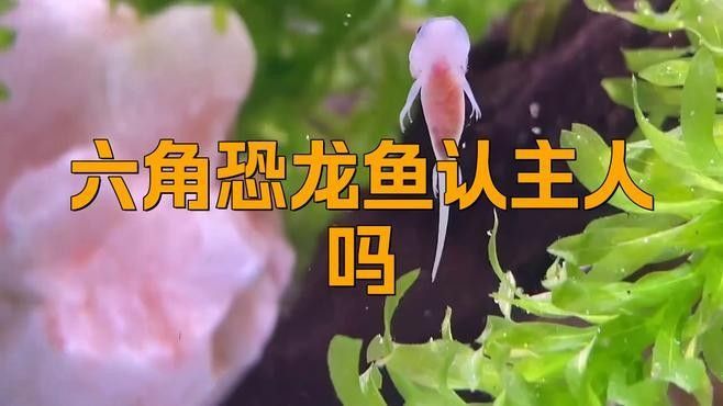 六角恐龍魚多久能認主人 六角恐龍魚多久能認主人 龍魚百科 第1張