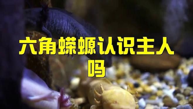 六角恐龍魚多久能認主人 六角恐龍魚多久能認主人 龍魚百科 第2張