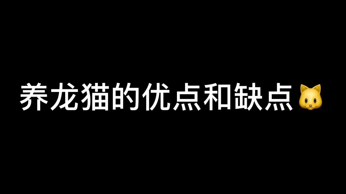 龍貓和貓哪個更好養？（龍貓和貓哪個好養）