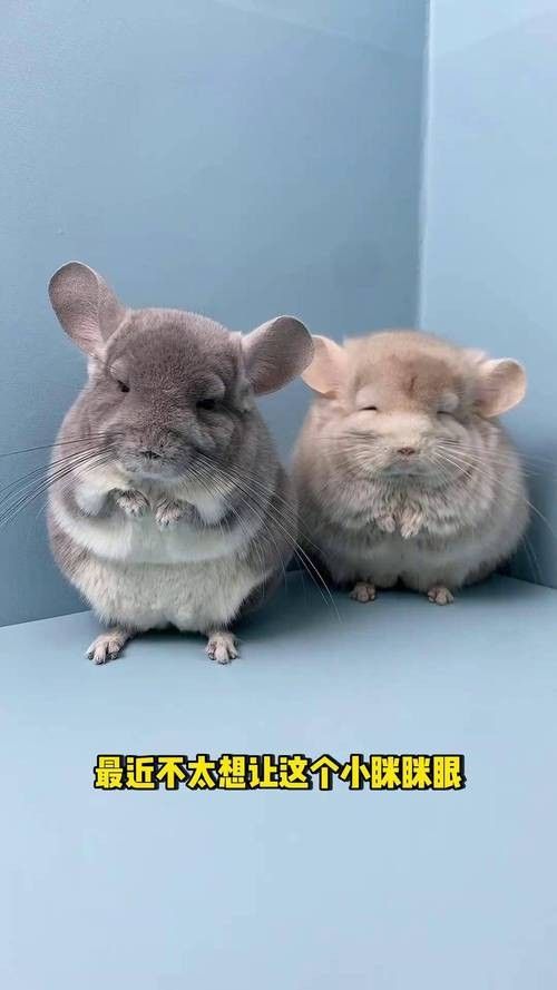 龍貓和貓哪個更好養？（龍貓和貓哪個好養）