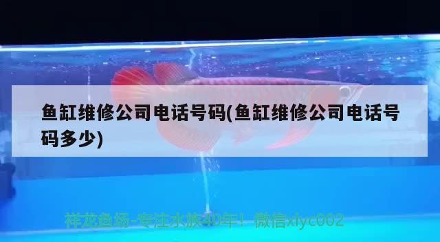 金龍魚好養還是紅龍魚好養呢（金龍魚值錢還是紅龍魚值錢）