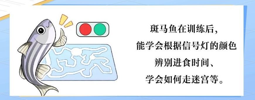 紅龍魚認主后還會不會忘記 紅龍魚認主后還會不會忘記 龍魚百科 第7張