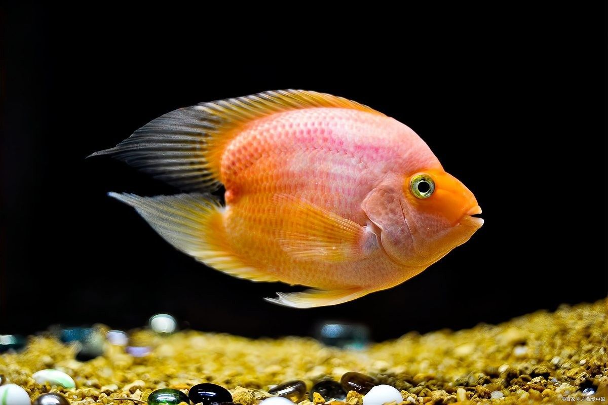 紅龍魚認主后還會不會忘記 紅龍魚認主后還會不會忘記 龍魚百科 第10張