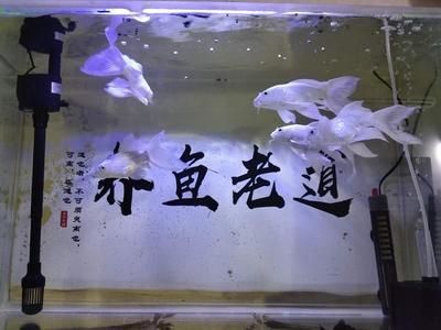 蝴蝶鯉魚缸背景什么顏色好看點（養蝴蝶鯉的色彩心理學） 蝴蝶鯉魚缸背景什么顏色好看點（養蝴蝶鯉的色彩心理學） 觀賞魚百科 第1張
