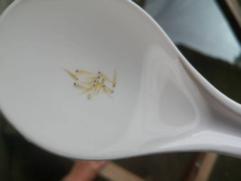 古藺龍魚（古藺龍魚的養殖技術）