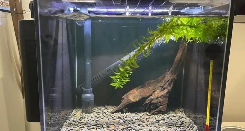 雷龍魚缸造景需要哪些材料（雷龍魚缸造景可能需要的一些關鍵材料） 雷龍魚缸造景需要哪些材料（雷龍魚缸造景可能需要的一些關鍵材料） 龍魚百科 第5張