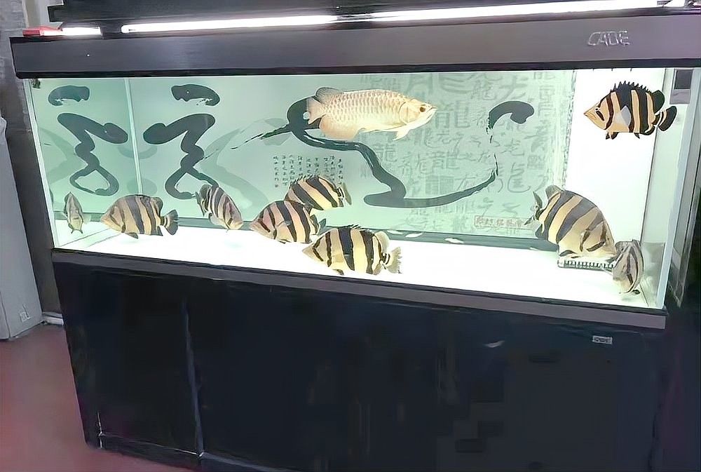 埃及神仙和龍魚混養需要多大的魚缸