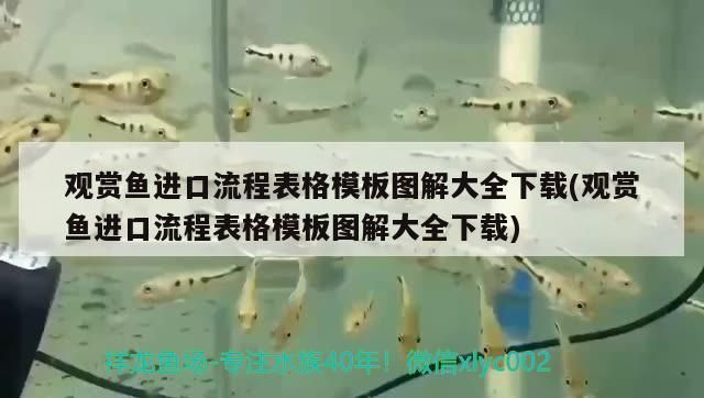 觀賞魚進口流程表格模板圖解大全下載(觀賞魚進口流程表格模板圖解大全下載) 觀賞魚進口流程表格模板圖解大全下載(觀賞魚進口流程表格模板圖解大全下載) 觀賞魚百科