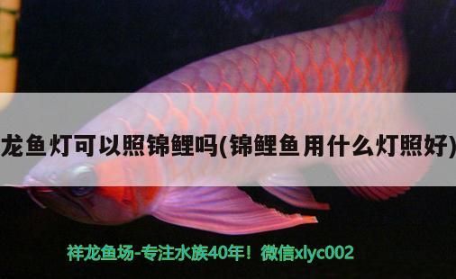 龍魚燈可以照錦鯉嗎(錦鯉魚用什么燈照好)