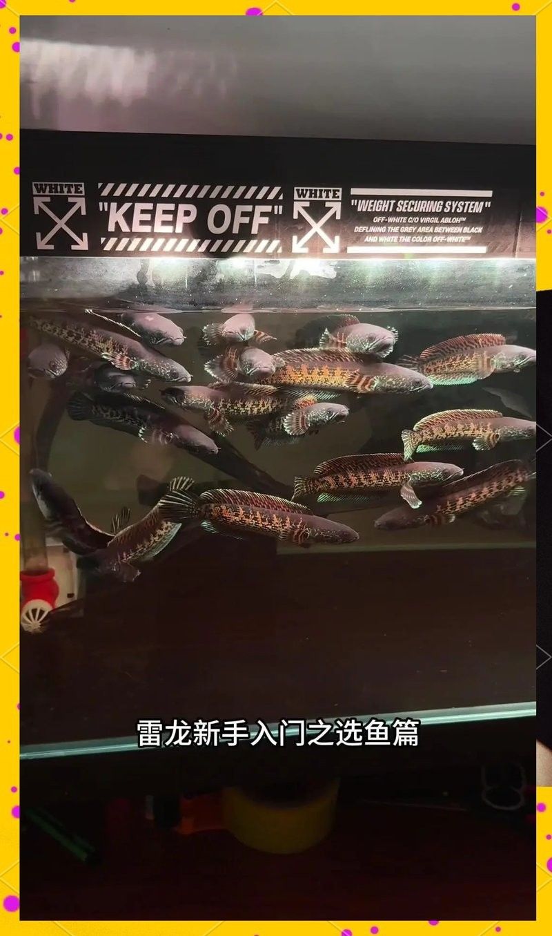 如何挑選健康的彩虹雷龍魚？（如何挑選一只健康的彩虹雷龍魚）