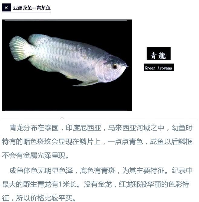 如何判斷雪龍魚是否健康(如何判斷雪龍魚的健康狀況) 龍魚百科 第11張 如何判斷雪龍魚是否健康(如何判斷雪龍魚的健康狀況) 如何判斷雪龍魚是否健康(如何判斷雪龍魚的健康狀況) 龍魚百科 第11張