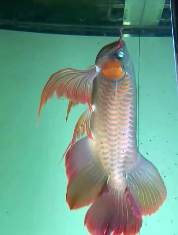 鳳凰龍魚圖片（鳳凰龍魚市場價格是多少鳳凰龍魚的飼養難度如何） 鳳凰龍魚圖片（鳳凰龍魚市場價格是多少鳳凰龍魚的飼養難度如何） 觀賞魚百科 第7張