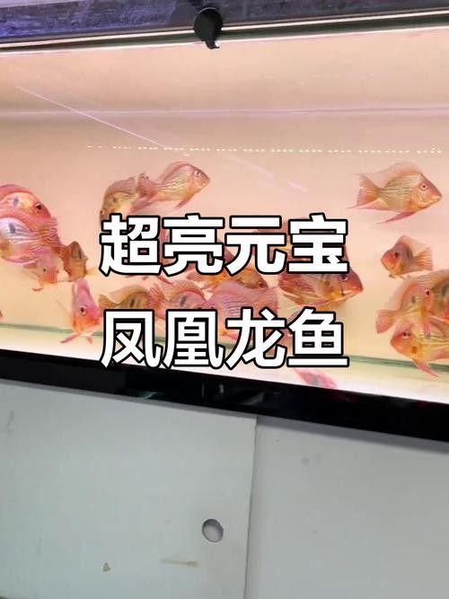 鳳凰龍魚圖片（鳳凰龍魚市場價格是多少鳳凰龍魚的飼養難度如何） 鳳凰龍魚圖片（鳳凰龍魚市場價格是多少鳳凰龍魚的飼養難度如何） 觀賞魚百科 第3張