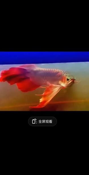 鳳凰龍魚圖片（鳳凰龍魚市場價格是多少鳳凰龍魚的飼養難度如何） 鳳凰龍魚圖片（鳳凰龍魚市場價格是多少鳳凰龍魚的飼養難度如何） 觀賞魚百科 第6張