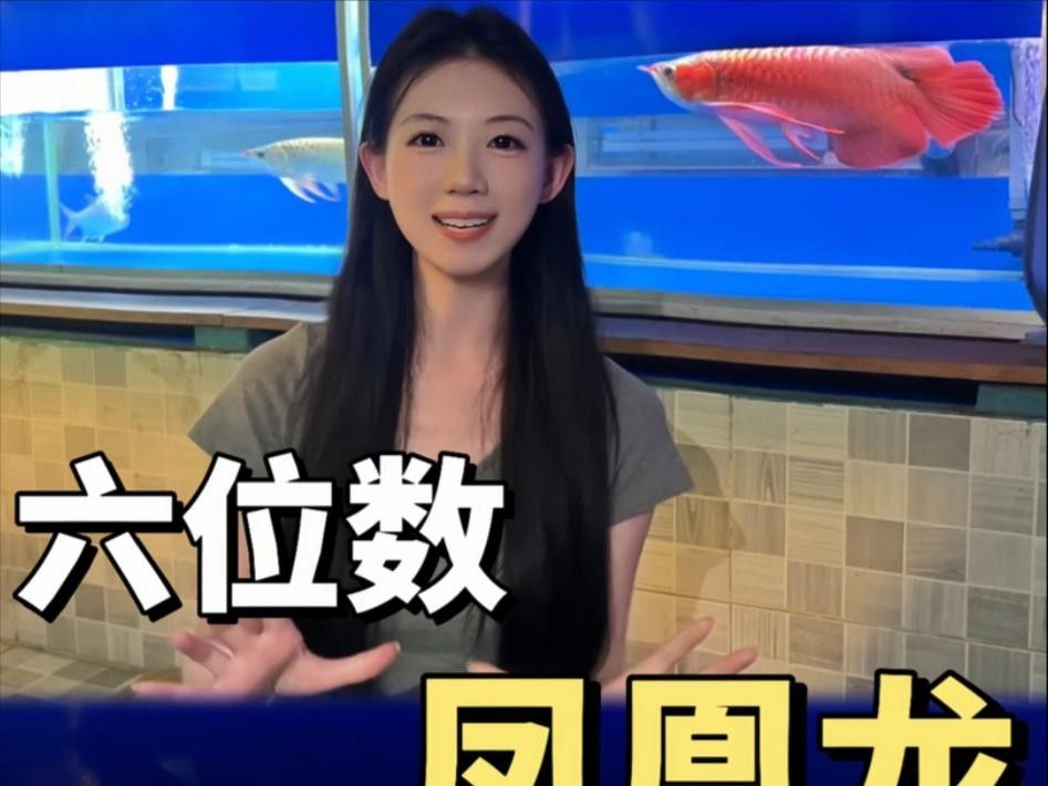 鳳凰龍魚圖片（鳳凰龍魚市場價格是多少鳳凰龍魚的飼養難度如何） 鳳凰龍魚圖片（鳳凰龍魚市場價格是多少鳳凰龍魚的飼養難度如何） 觀賞魚百科 第8張
