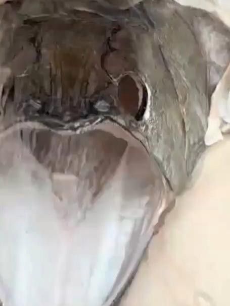 龍魚死亡后的處理辦法（關(guān)于龍魚死亡后的處理辦法）