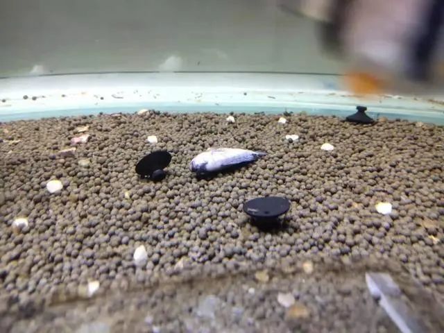 龍魚死亡后的處理辦法（關(guān)于龍魚死亡后的處理辦法）
