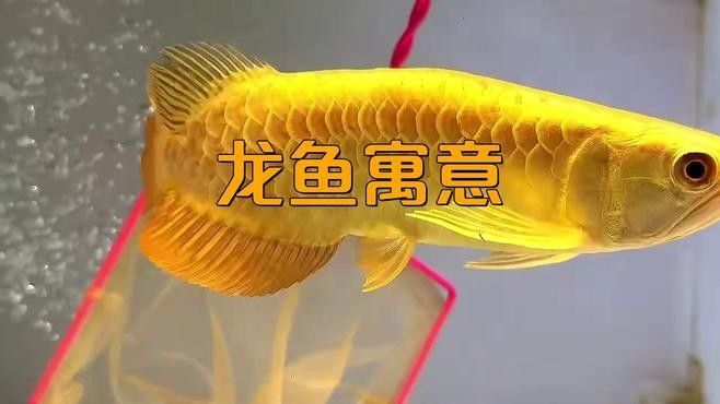 給我推薦幾款口碑最好的聚財龍魚擺件（幾款口碑最好的聚財龍魚擺件推薦）