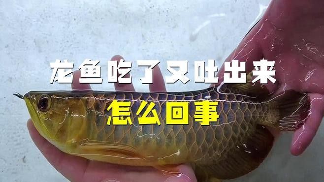 紅龍魚吃蝦嚼了又吐出來 紅龍魚吃蝦嚼了又吐出來 觀賞魚百科 第1張