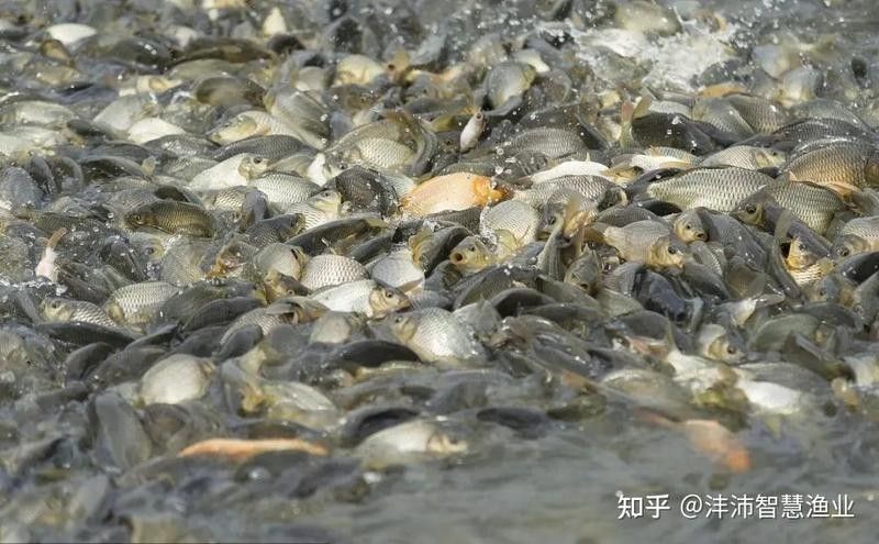 紅龍魚吃蝦嚼了又吐出來 紅龍魚吃蝦嚼了又吐出來 觀賞魚百科 第3張