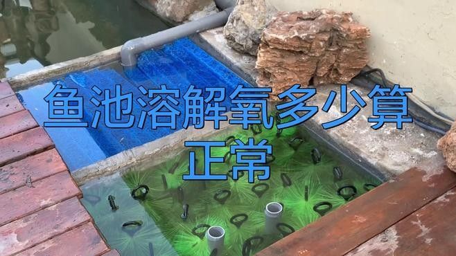金龍魚趴缸底需要多久才能恢復(fù)