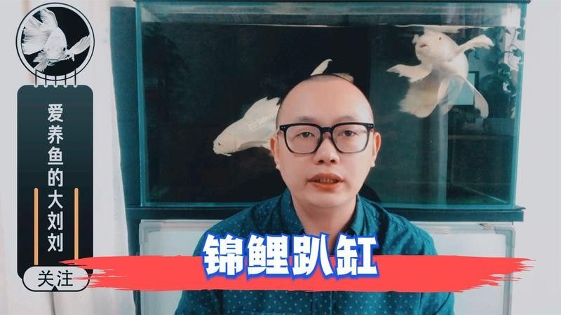 金龍魚趴缸底需要多久才能恢復(fù)