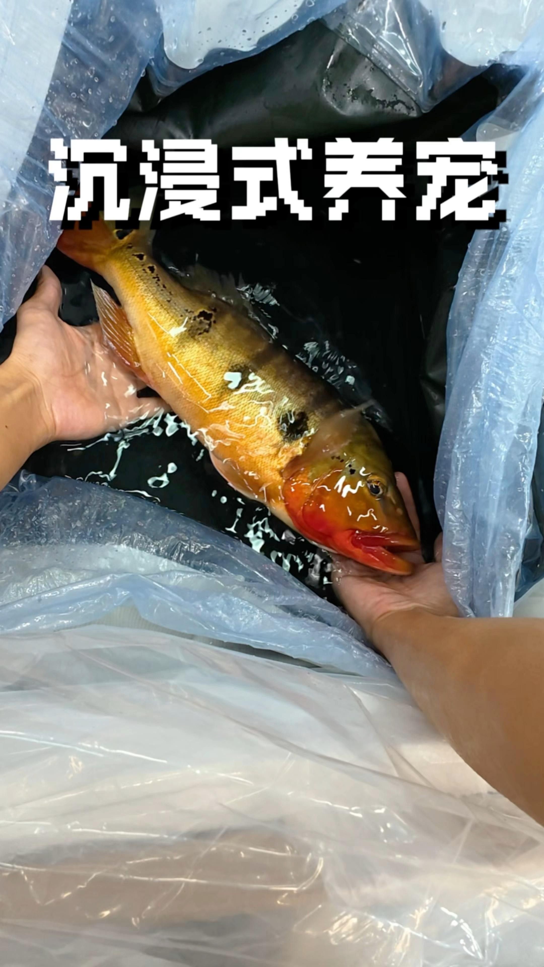 fogo三間魚（fogo三間魚的價格是多少） fogo三間魚（fogo三間魚的價格是多少） 觀賞魚百科 第4張