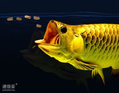 觀賞魚飼料品牌對比（知名觀賞魚飼料品牌——a、b和c分析）