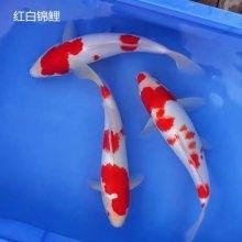 金龍魚(yú)魚(yú)苗的批發(fā)量需要多大（影響金龍魚(yú)魚(yú)苗批發(fā)量的因素）