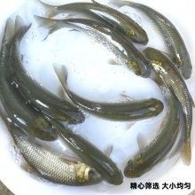 金龍魚(yú)魚(yú)苗的批發(fā)量需要多大（影響金龍魚(yú)魚(yú)苗批發(fā)量的因素）