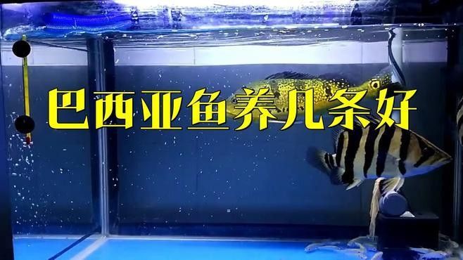 巴西亞魚混養的最佳數量 巴西亞魚混養的最佳數量 龍魚百科 第1張