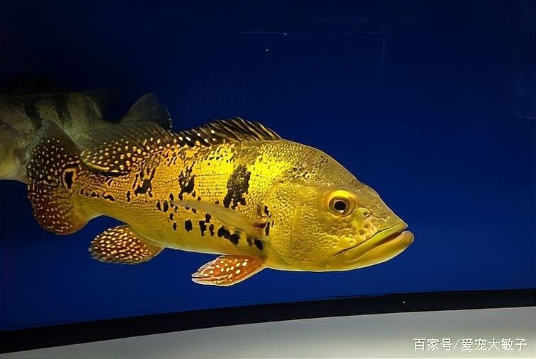 巴西亞魚混養的最佳數量 巴西亞魚混養的最佳數量 龍魚百科 第4張