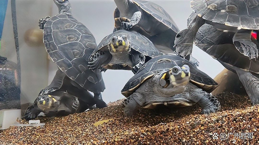 巴西亞魚混養的最佳數量 巴西亞魚混養的最佳數量 龍魚百科 第8張