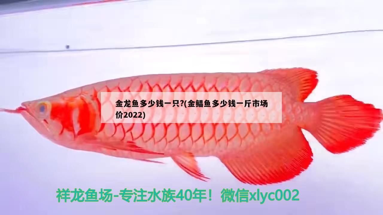 高背金龍魚 金龍魚多少錢一只?(金鯧魚多少錢一斤市場價2022)(金龍魚多少錢一只) 觀賞魚百科 金龍魚多少錢一只?(金鯧魚多少錢一斤市場價2022)(金龍魚多少錢一只) 金龍魚多少錢一只?(金鯧魚多少錢一斤市場價2022)(金龍魚多少錢一只) 觀賞魚百科