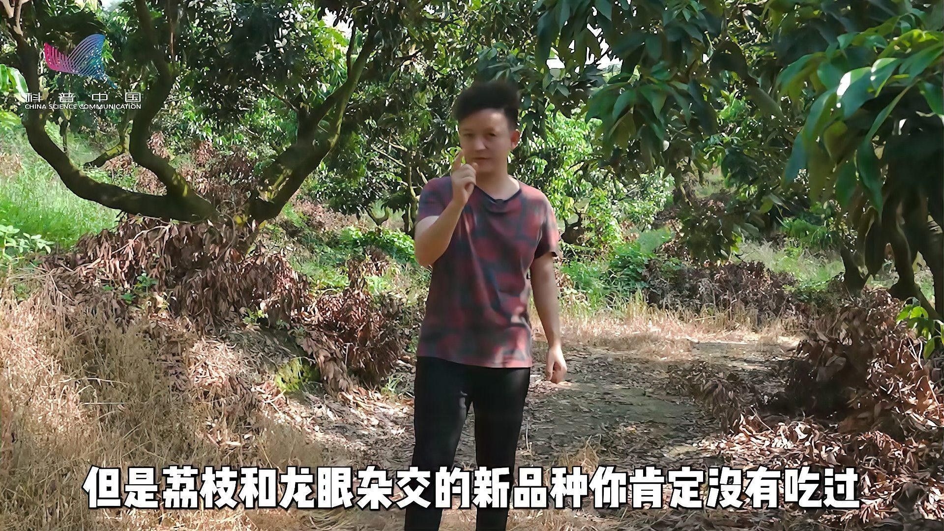 如何區(qū)分純血紅龍魚和雜交品種（如何區(qū)分純血紅龍魚和雜交品種，紅龍魚和雜交品種的區(qū)別） 如何區(qū)分純血紅龍魚和雜交品種（如何區(qū)分純血紅龍魚和雜交品種，紅龍魚和雜交品種的區(qū)別） 龍魚百科 第1張