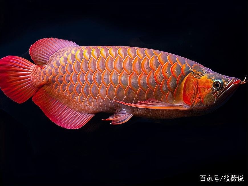 如何區(qū)分純血紅龍魚和雜交品種（如何區(qū)分純血紅龍魚和雜交品種，紅龍魚和雜交品種的區(qū)別） 如何區(qū)分純血紅龍魚和雜交品種（如何區(qū)分純血紅龍魚和雜交品種，紅龍魚和雜交品種的區(qū)別） 龍魚百科 第7張