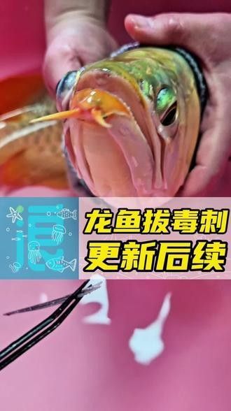 龍魚吃錯東西怎么辦