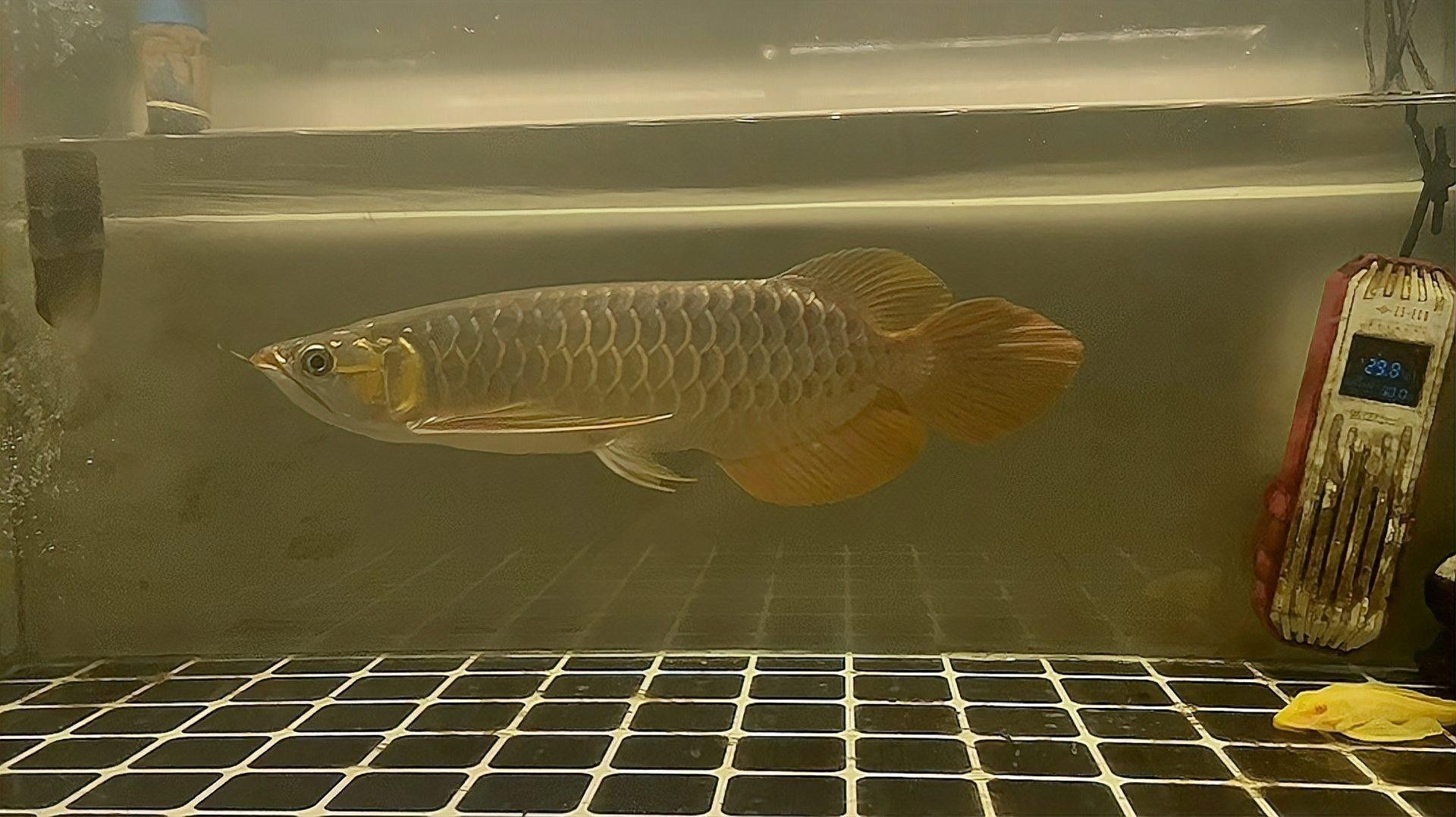 龍魚吃錯東西怎么辦