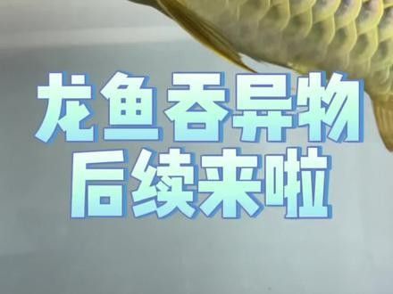 龍魚吃錯東西怎么辦